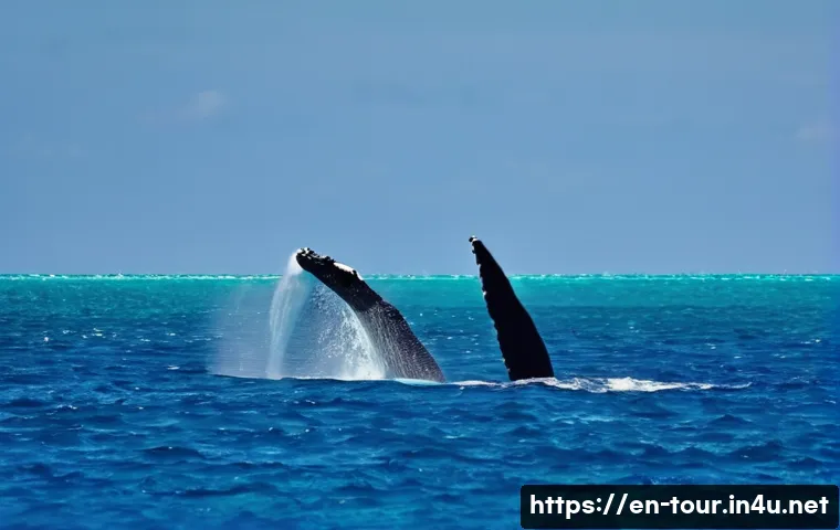 해양 생태 관광 관련 이미지 2